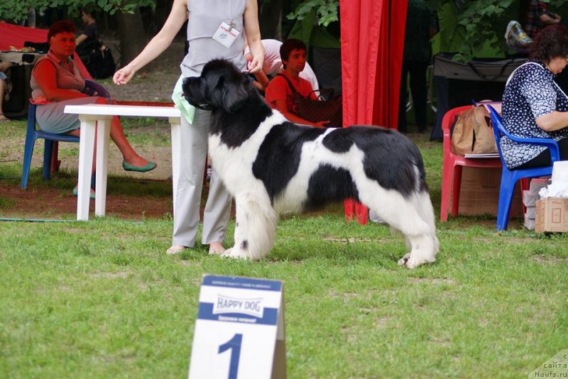 Фото: ньюфаундленд Супер Бизон Маэстро (Super Bizon Maestro)