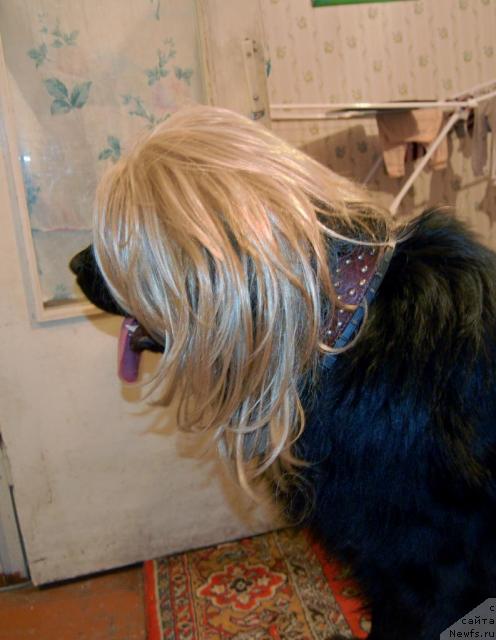 Фото: ньюфаундленд Рыцарь Благородный от Марлеон Дусвик