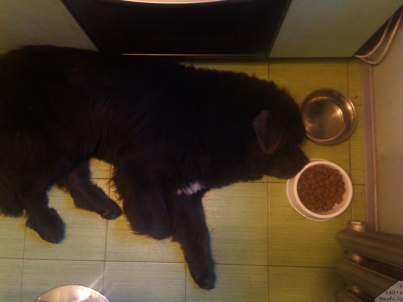 Фото: ньюфаундленд Ангел Хранитель Граффидд (Angel Khranitel Gruffidd)