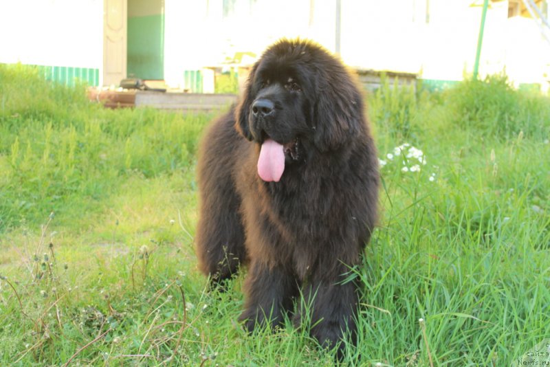 Фотография № 209967