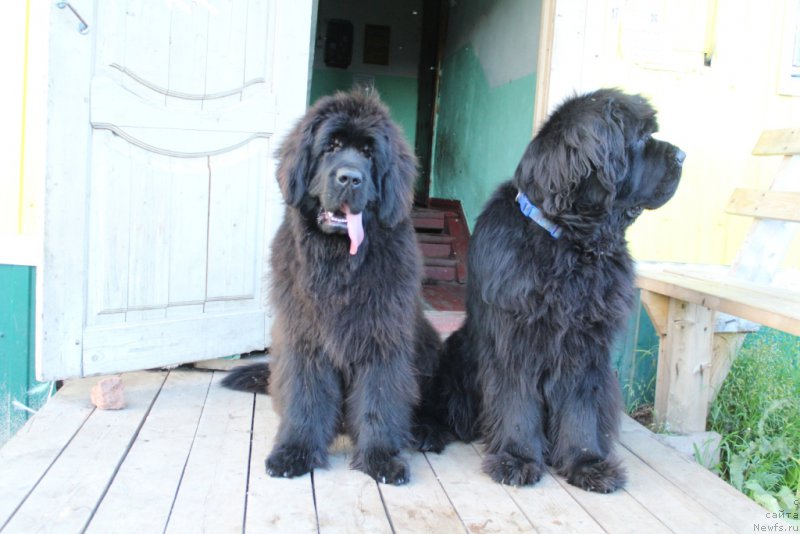 Фото: ньюфаундленд Эвенинг виз Ю, ньюфаундленд King of Helluland You Shock Me