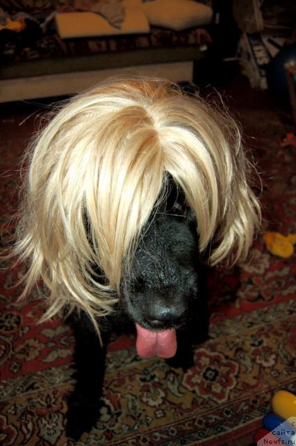 Фото: ньюфаундленд Рыцарь Благородный от Марлеон Дусвик