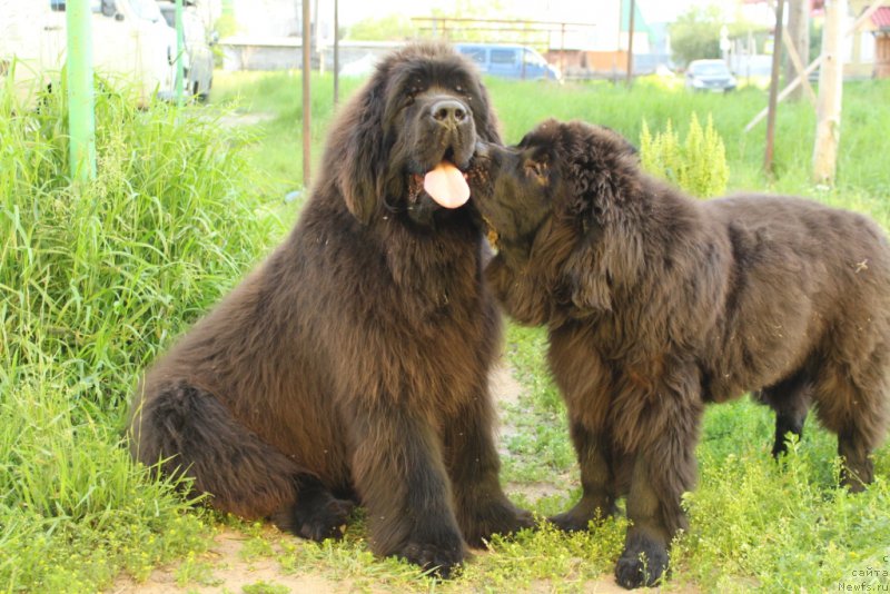 Фото: ньюфаундленд Эвенинг виз Ю, ньюфаундленд Даймонд Кинг