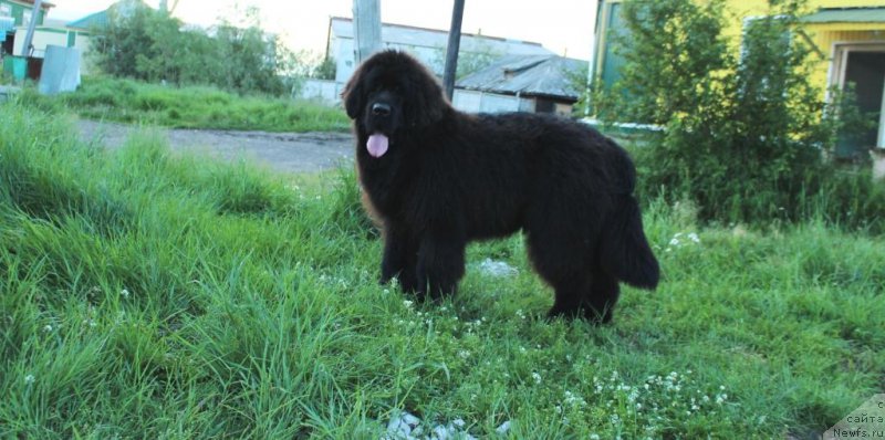 Фото: ньюфаундленд Эвенинг виз Ю