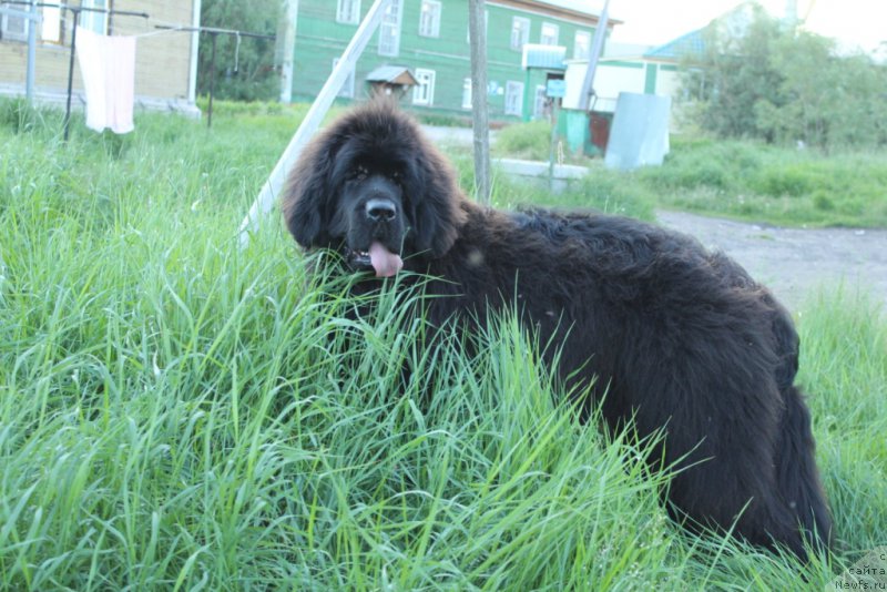 Фото: ньюфаундленд Эвенинг виз Ю