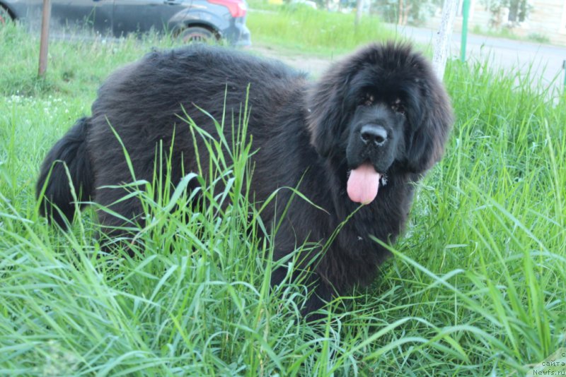 Фото: ньюфаундленд Эвенинг виз Ю