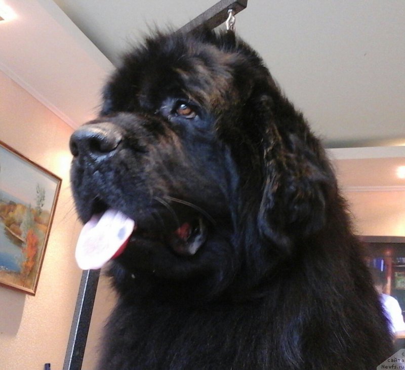 Фотография № 209988