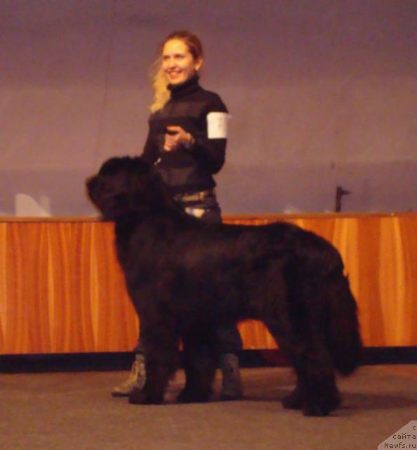 Фото: ньюфаундленд Маг Исполин Копперфильд, Александра Канунникова