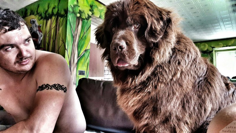 Фото: ньюфаундленд Черный Балу Златогор (Cherniy Balu Zlatogor)