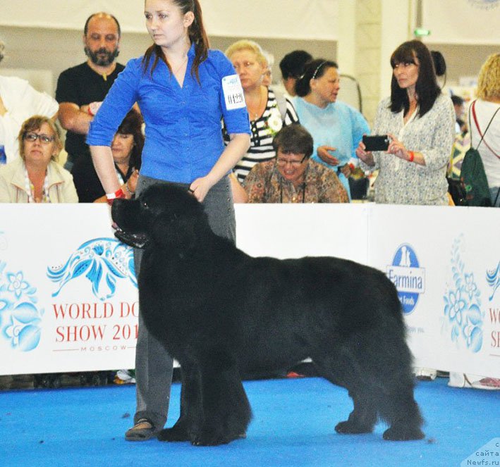 Фото: ньюфаундленд Черный Чанк с Берега Дона (Chernyj Chank s Berega Dona)