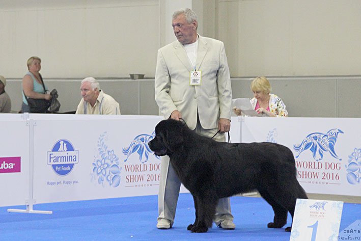 Фото: ньюфаундленд Жоржетта с Берега Дона (Zhorzhetta s Berega Dona)