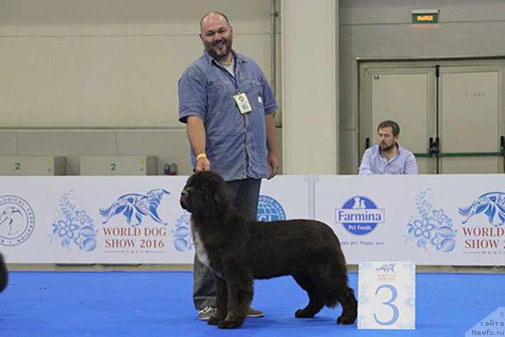 Фото: ньюфаундленд Госпожа Удача с Берега Дона (Gospozha Udacha s Berega Dona)