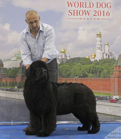 Фото: ньюфаундленд Чудо Чойс Звездного Дара с Берега Дона (Chudo Choice Zvezdnyj Dar s Berega Dona)