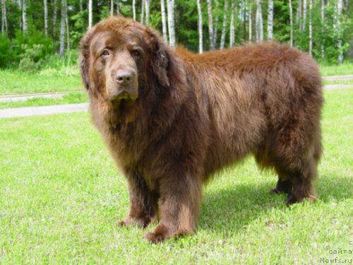 Фото: ньюфаундленд Обуш Шед Тан Дефис Тори