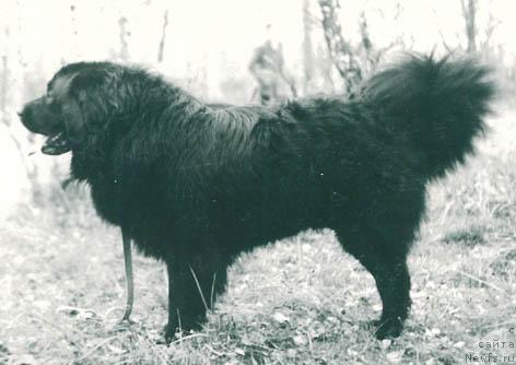 Фото: ньюфаундленд Оливер Ют