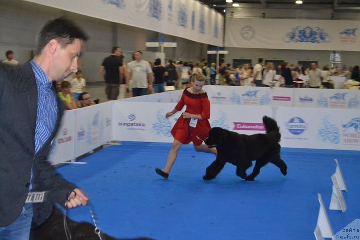 Фото: ньюфаундленд Вперед Зовущая с Берега Дона (Vpered Zovuschaya s Berega Dona)