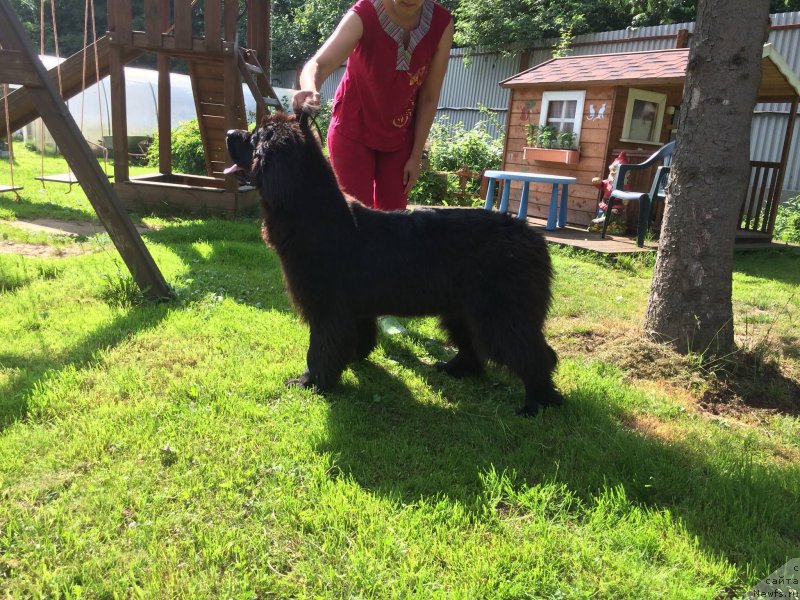 Фото: ньюфаундленд Смигар Афродита Медичи