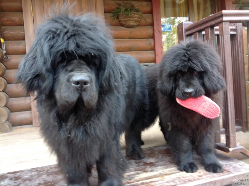 Фото: ньюфаундленд Смигар Афродита Медичи, ньюфаундленд Калина Красная из Антаграда