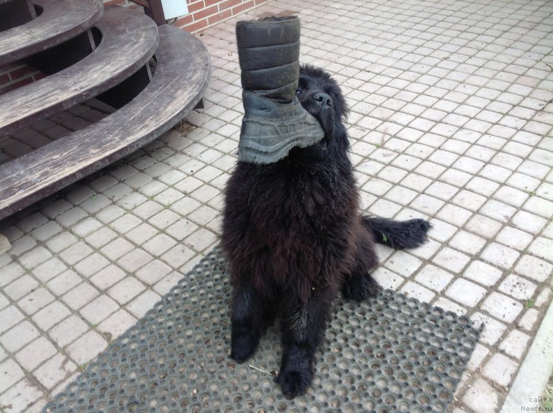 Фото: ньюфаундленд Смигар Афродита Медичи