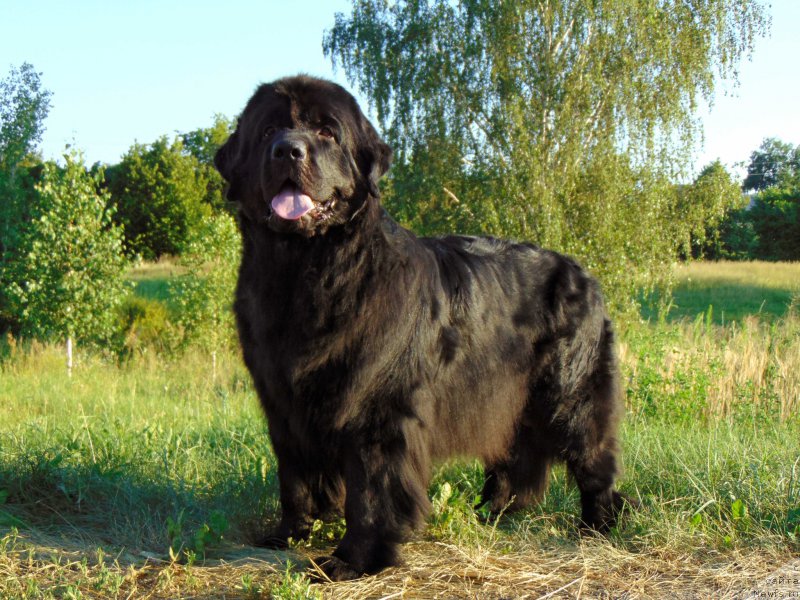 Фото: ньюфаундленд Oshelomitel'naya Yukino Bolshoj Malysh