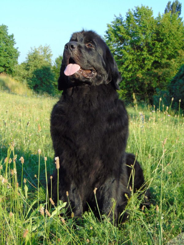 Фото: ньюфаундленд Oshelomitel'naya Yukino Bolshoj Malysh
