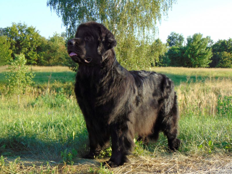 Фото: ньюфаундленд Oshelomitel'naya Yukino Bolshoj Malysh