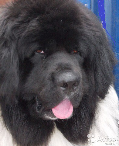 Фото: ньюфаундленд Варгас Де Ла Масса Армандо (Vargas de la Massa Armando)