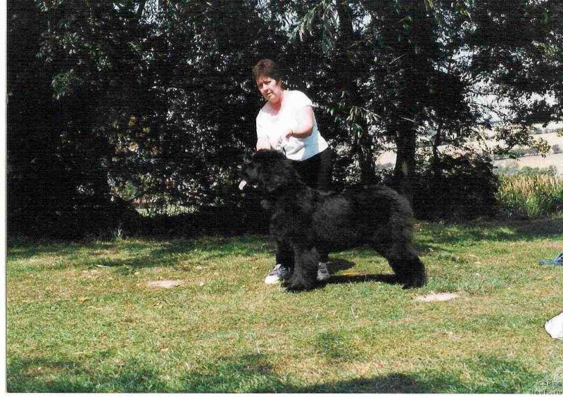 Фото: ньюфаундленд Evanpark Dolly Vardon at Watervalley