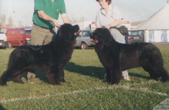 Фото: ньюфаундленд Evanpark Al Bear, ньюфаундленд Evanpark Dolly Vardon at Watervalley