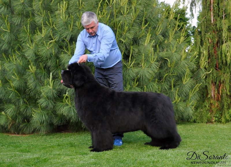 Фото: ньюфаундленд Black Pretender Kazko Slupski
