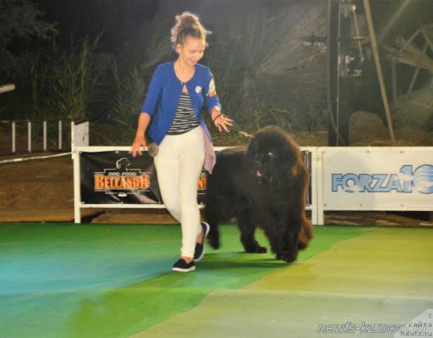 Фото: ньюфаундленд Жюстин с Берега Дона (Zhustin s Berega Dona)