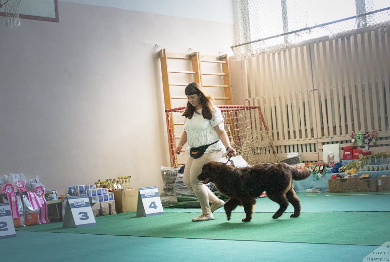 Фото: ньюфаундленд Браунблад МСК Стелла Софи