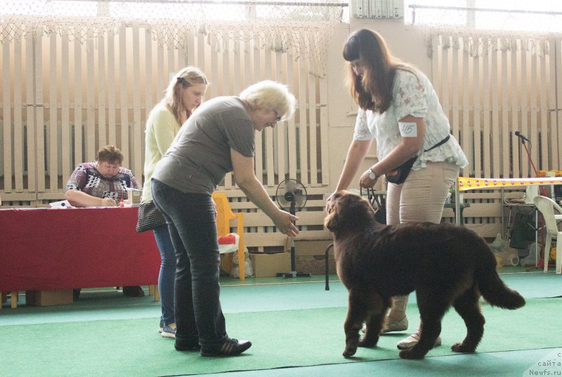 Фото: ньюфаундленд Браунблад МСК Стелла Софи