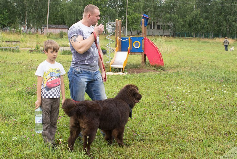 Фото: ньюфаундленд Браунблад МСК Стелла Софи