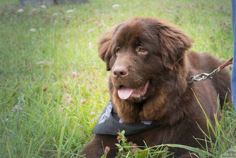 Фото: ньюфаундленд Браунблад МСК Стелла Софи