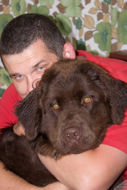 Фото: ньюфаундленд Браунблад МСК Сэмми Лесс