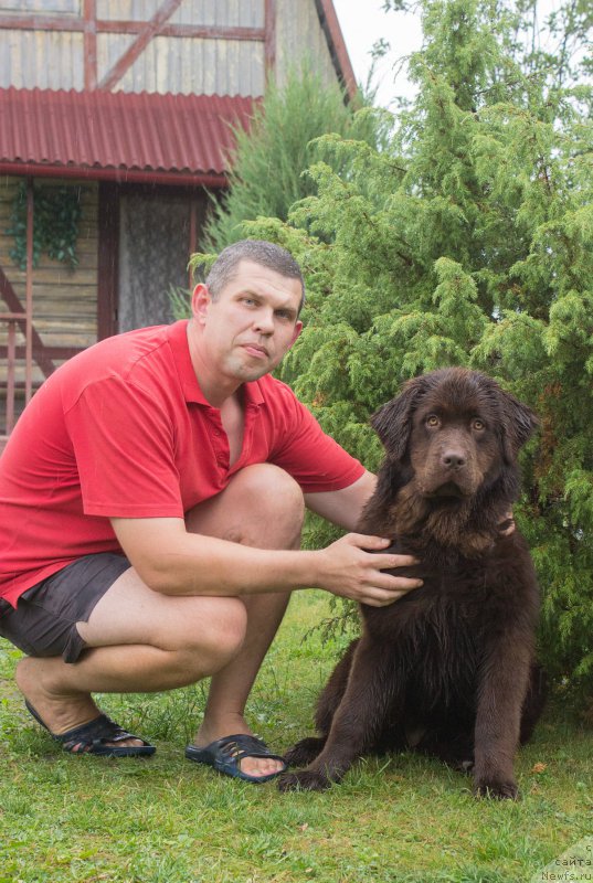 Фото: ньюфаундленд Браунблад МСК Сэмми Лесс