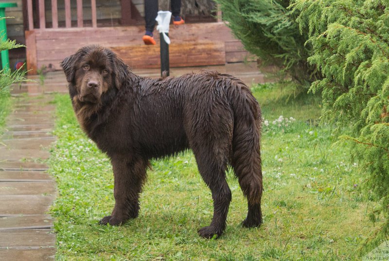 Фото: ньюфаундленд Браунблад МСК Сэмми Лесс
