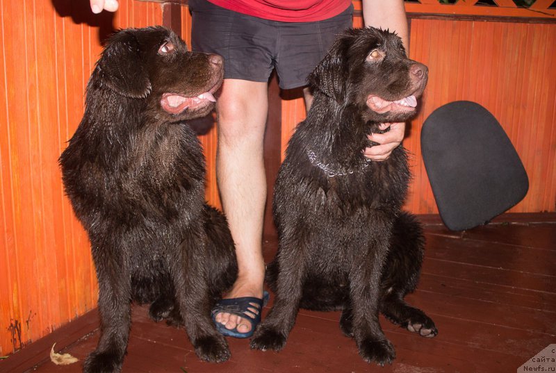 Фото: ньюфаундленд Браунблад МСК Сэмми Лесс, ньюфаундленд Браунблад МСК Стелла Софи