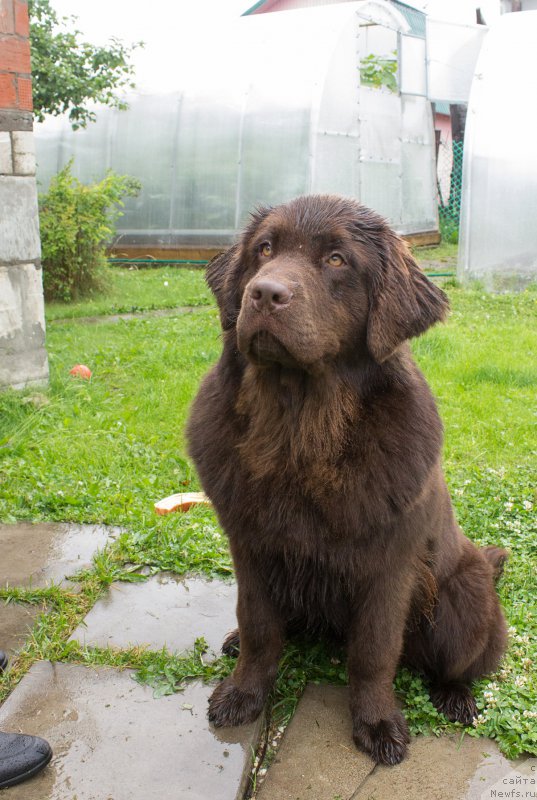 Фото: ньюфаундленд Браунблад МСК Сэмми Лесс