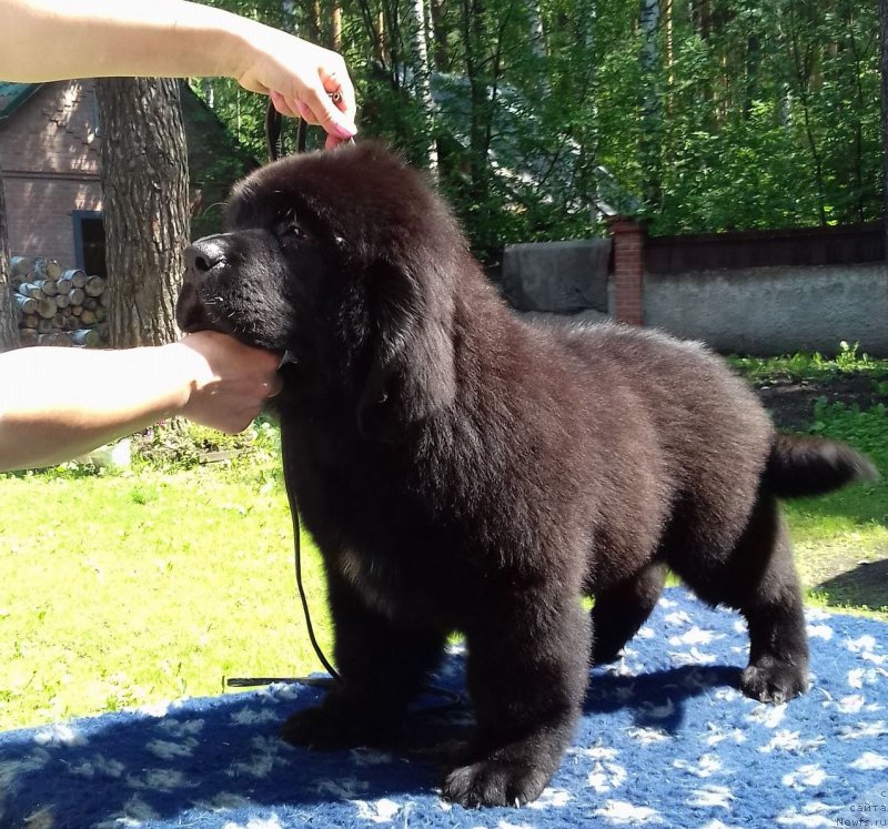 Фото: ньюфаундленд Супер Премиум Царь Баловень