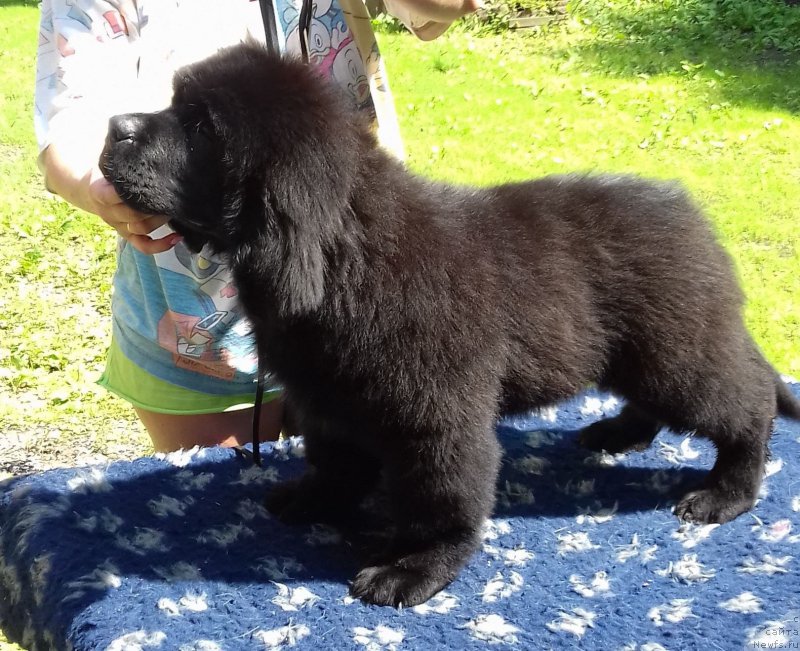 Фото: ньюфаундленд Супер Премиум Царь Баловень