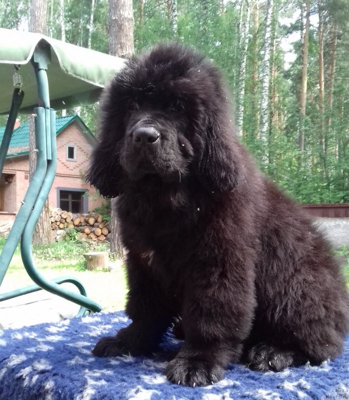 Фото: ньюфаундленд Супер Премиум Цириус