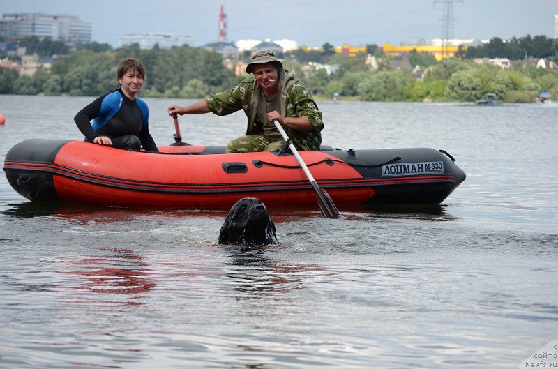 Фото: ньюфаундленд Супер Бизон Лилимэн (Super Bizon Liliman)