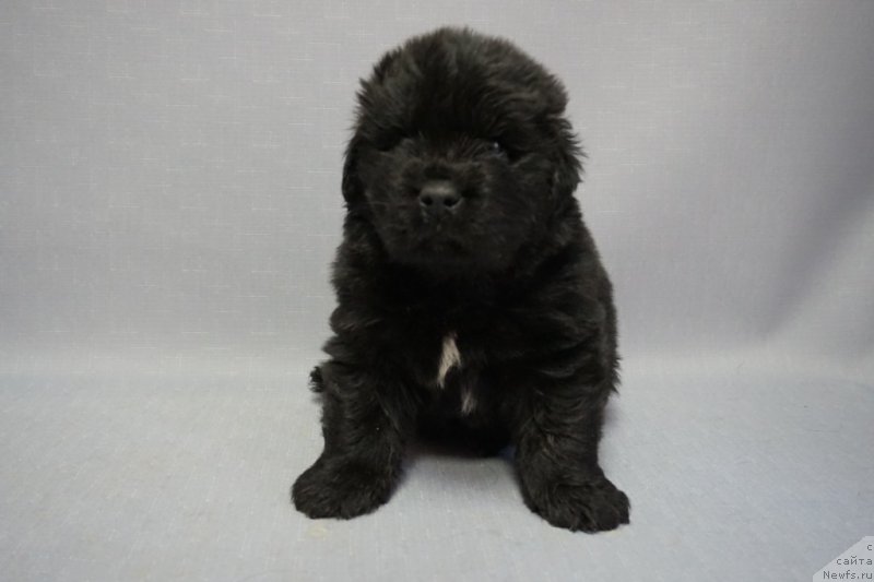 Фото: ньюфаундленд Династик Брэнч Яндекс Хапинесс (Dynastic Branch Yandex Hapiness)