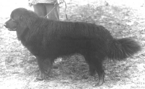 Фото: ньюфаундленд Граф Герд Стеф