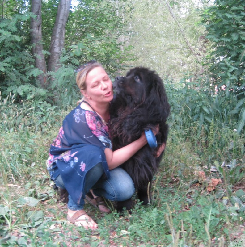 Фото: ньюфаундленд Беретта, Лена Зырина
