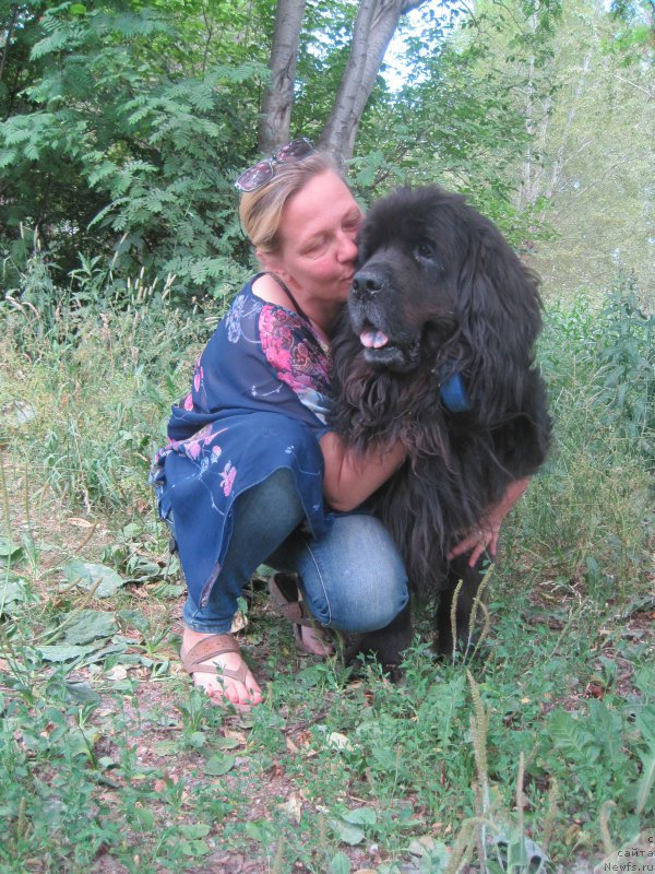 Фото: ньюфаундленд Беретта, Лена Зырина