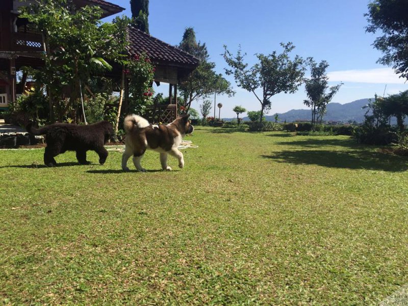 Фото: ньюфаундленд Терра Виктория Булава Богатыря