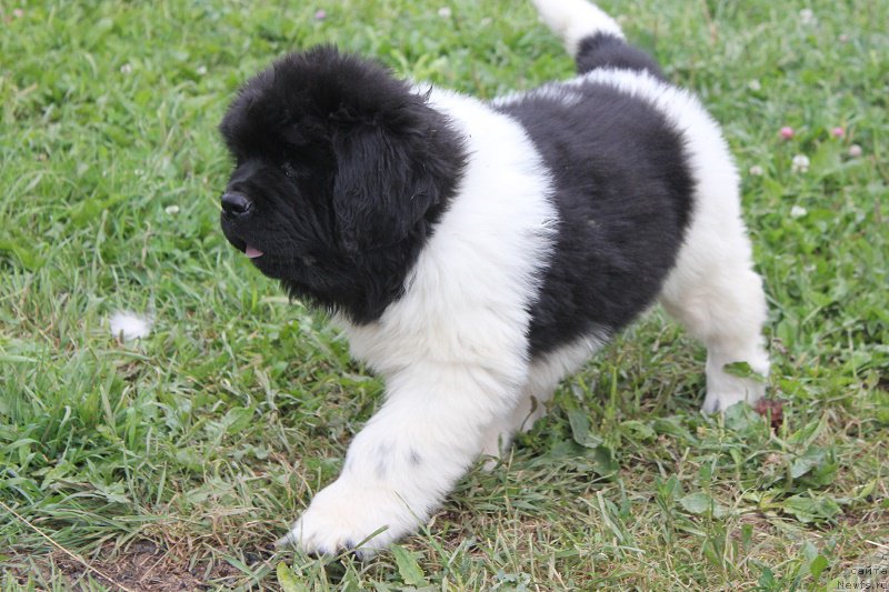 Фотография № 210132